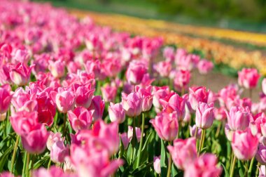 Bulanık bahar güneşli arka planda güzel bir lale. Bahar ya da aşk konsepti için parlak lale çiçeği arka planı. Güzel doğal bahar sahnesi, tasarım dokusu, kopyalama alanı. 