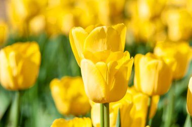 Bulanık bahar güneşli arka planda güzel bir lale. Bahar ya da aşk konsepti için parlak lale çiçeği arka planı. Güzel doğal bahar sahnesi, tasarım dokusu, kopyalama alanı. 