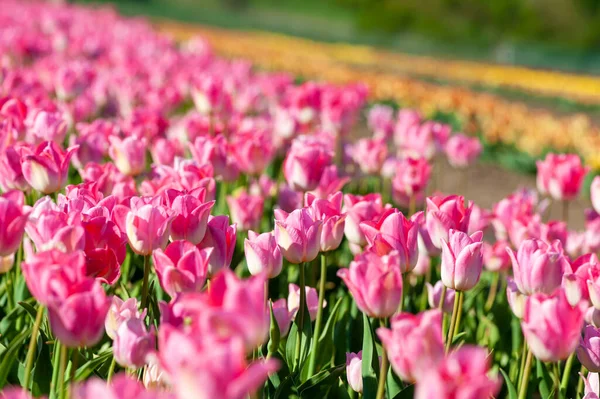 Bulanık bahar güneşli arka planda güzel bir lale. Bahar ya da aşk konsepti için parlak lale çiçeği arka planı. Güzel doğal bahar sahnesi, tasarım dokusu, kopyalama alanı. 