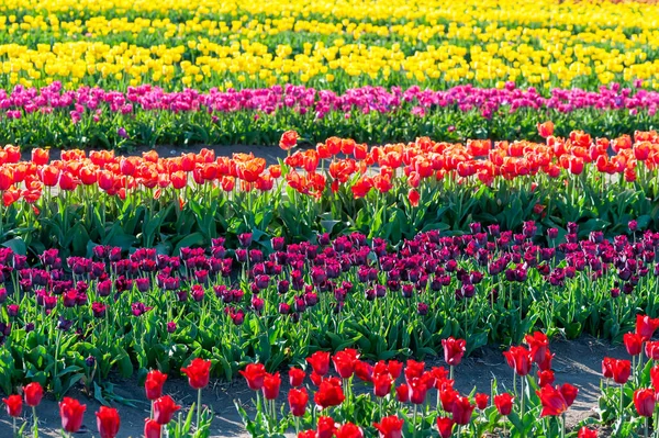 Beautiful Tulip Blurred Spring Sunny Background Bright Tulip Flower Background — Stock Photo, Image