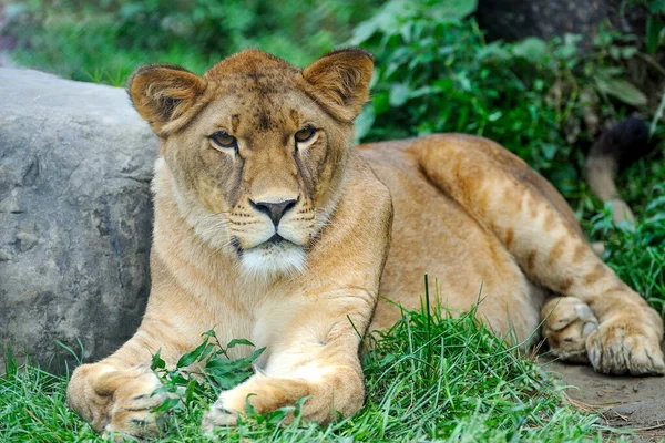 Gros Plan Image Lion Portrait Une Lionne Relaxant Sur Herbe — Photo