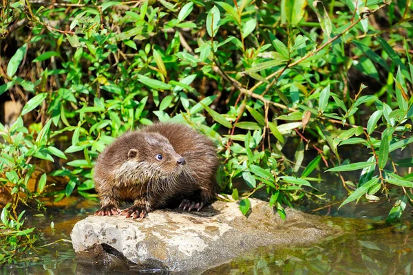 Bebé Nutria Río Eurasiático Lutra Lutra Vida Silvestre Escena —  Fotos de Stock