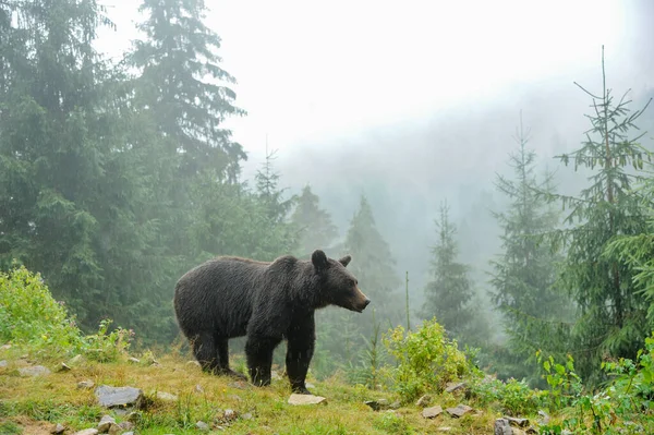 Дикий Бурый Медведь Ursus Arctos Лесу Дикое Животное — стоковое фото