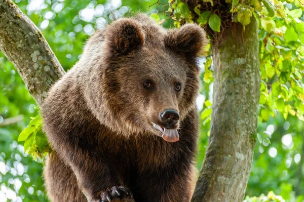 Urso Castanho Numa Árvore Floresta Natureza Selvagem — Fotografia de Stock