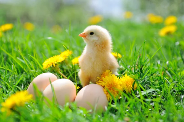 Schönes kleines Huhn auf grünem Gras — Stockfoto