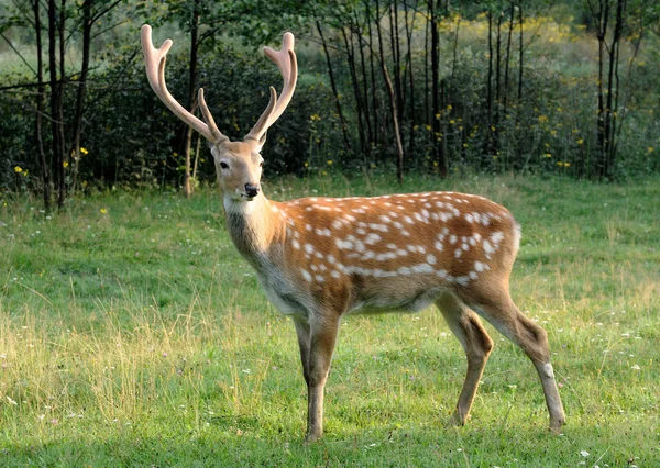 Spotted deer. — Stock Photo, Image