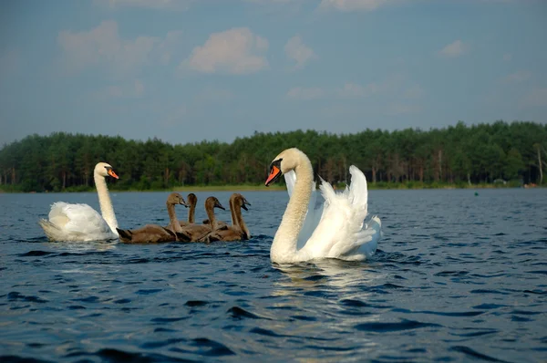 kuğular yavrular ile