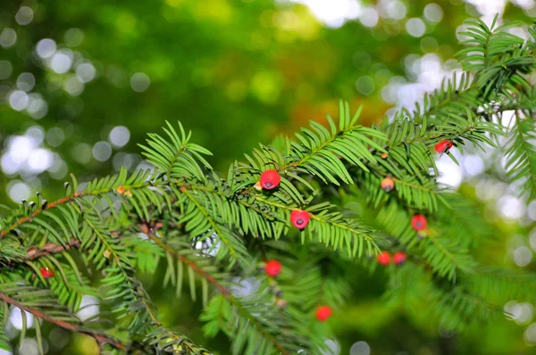 Yew tree with red fruits — Stock Photo, Image