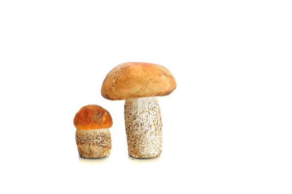 Champignon sur fond blanc — Photo