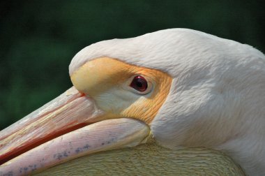 Bir Pelikan kafa closeup 