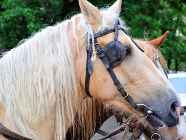 atları arabanın içinde