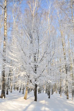 Kar altında kış parkı 