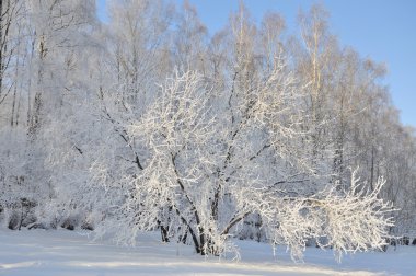 Kar altında kış parkı 