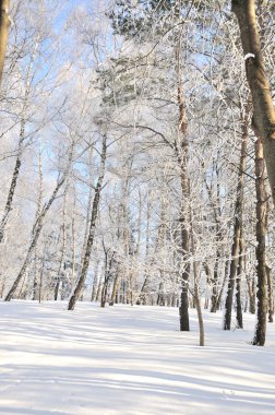 Kar altında kış parkı 