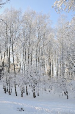 Kar altında kış parkı