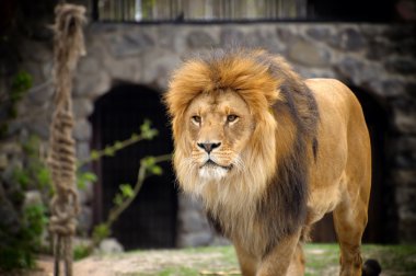 Aslan.
