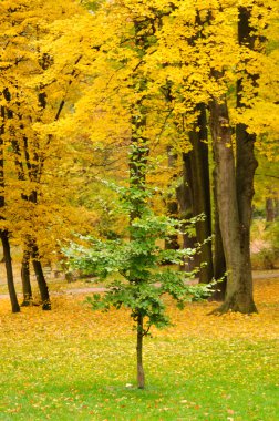 Sonbahar Yaprakları. 