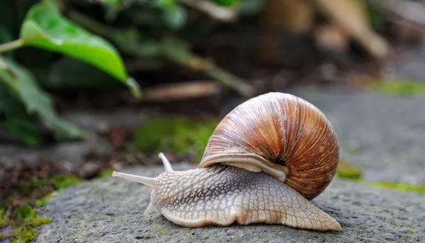 Schnecke. — Stockfoto