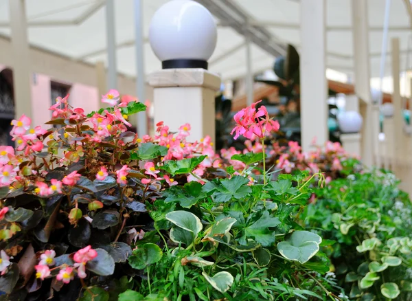 Flowers — Stock Photo, Image