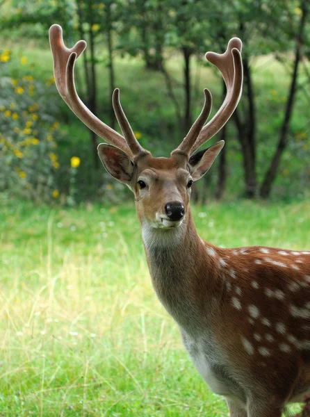 Deer. — Stock Photo, Image