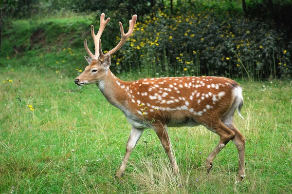 Deer. — Stock Photo, Image