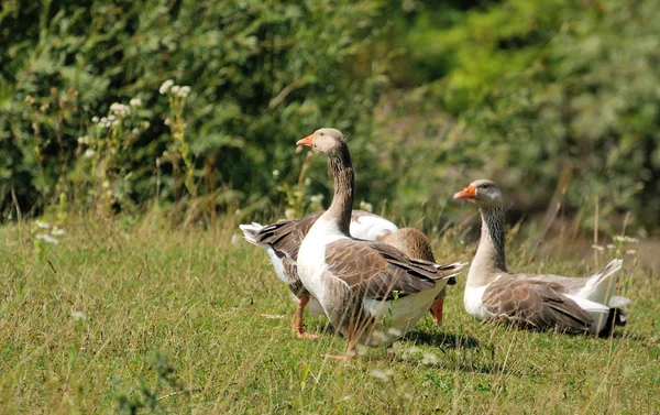 Geeses. — Stock fotografie