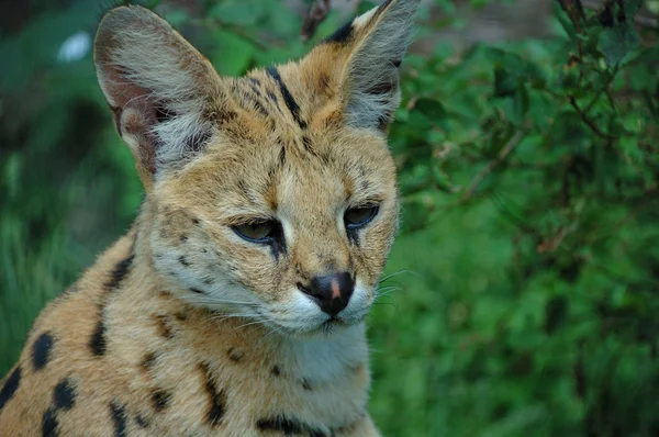O pisică servală se concentrează cu atenție cu ochii și urechile sale . — Fotografie, imagine de stoc