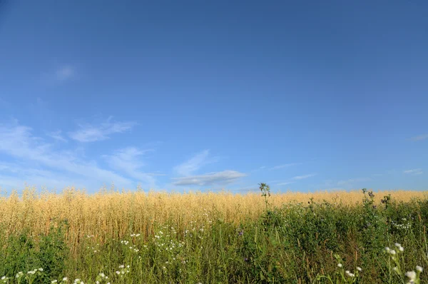 Campo de trigo sobre un fondo del cielo . —  Fotos de Stock
