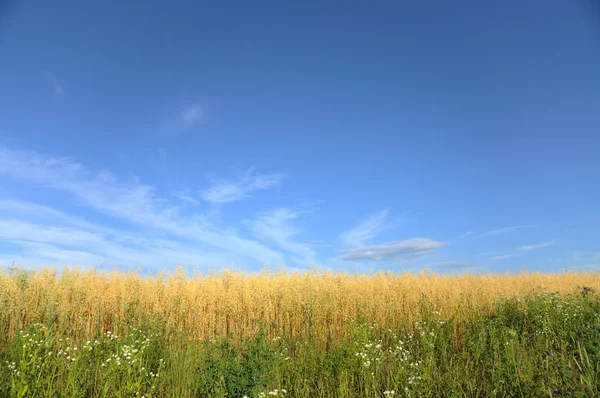 Campo de trigo sobre un fondo del cielo . —  Fotos de Stock