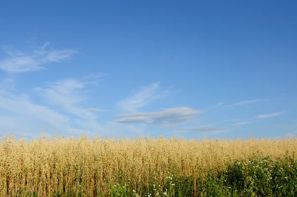 Campo de trigo sobre un fondo del cielo . —  Fotos de Stock