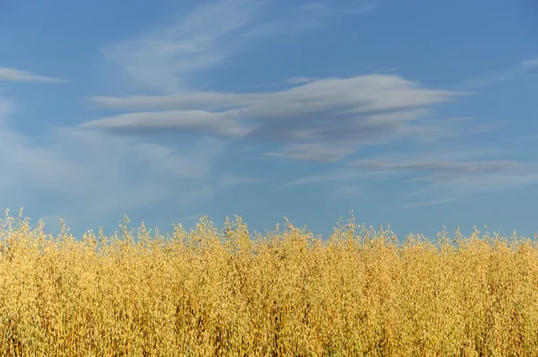 Campo de trigo sobre un fondo del cielo . —  Fotos de Stock