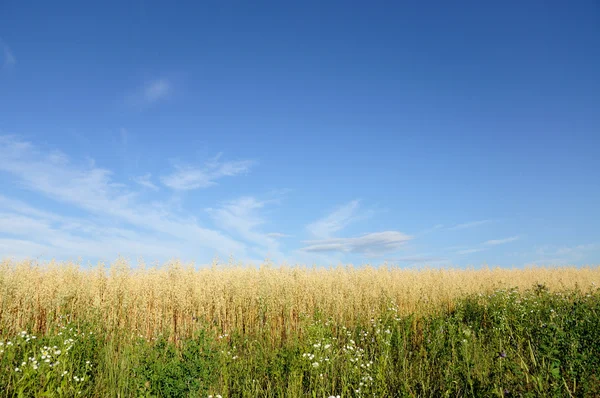 Campo de trigo sobre un fondo del cielo . —  Fotos de Stock