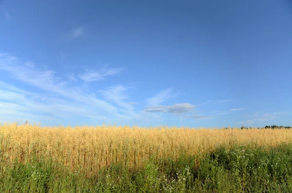 Campo de trigo sobre un fondo del cielo . —  Fotos de Stock