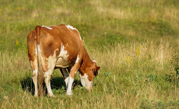 Cow eating grass in a field. — Stock Photo, Image