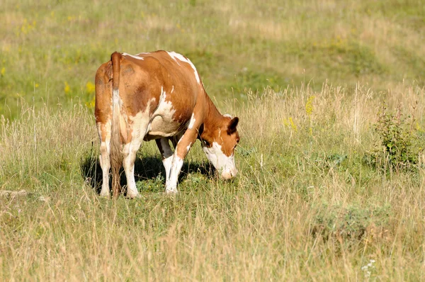 Kuh. — Stockfoto