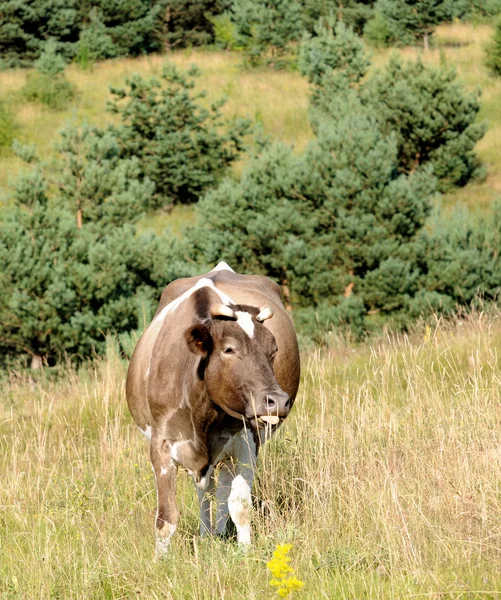 Cow. — Stock Photo, Image