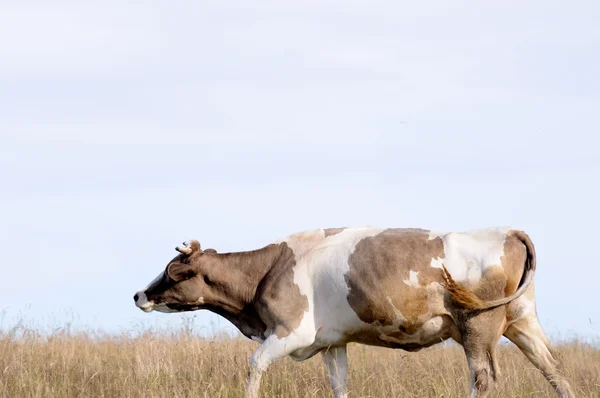 Sapi. — Stok Foto