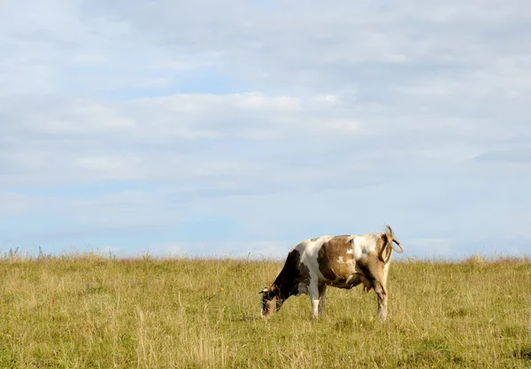 Cow. — Stock Photo, Image