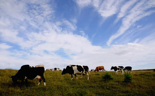 Cow. — Stock Photo, Image