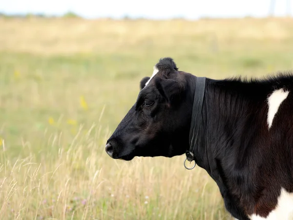 Sapi. — Stok Foto