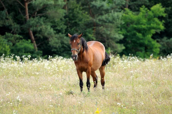 Caballo. — Foto de Stock