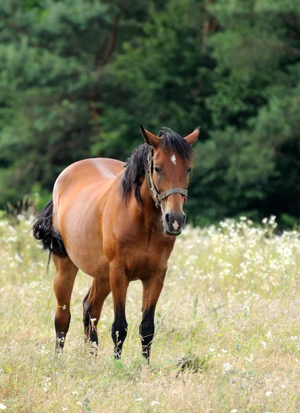 Caballo. — Foto de Stock