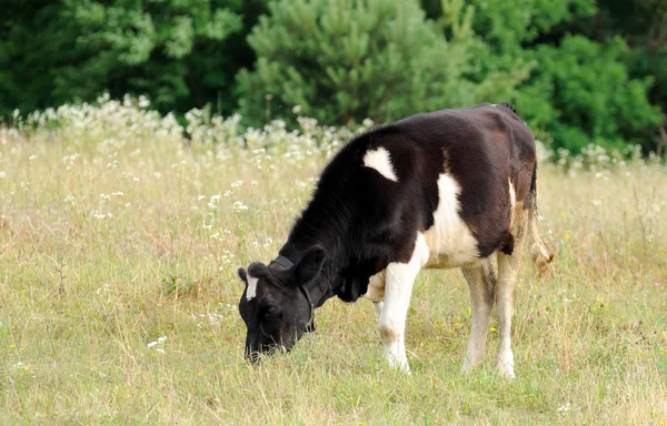 Cow. — Stock Photo, Image