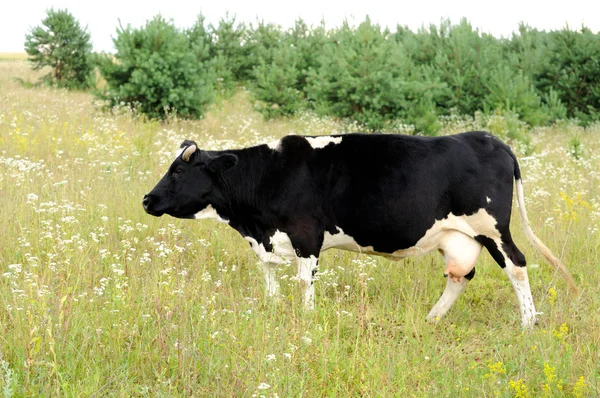 Cow. — Stock Photo, Image
