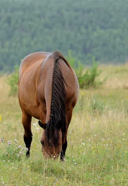 Caballo. — Foto de Stock