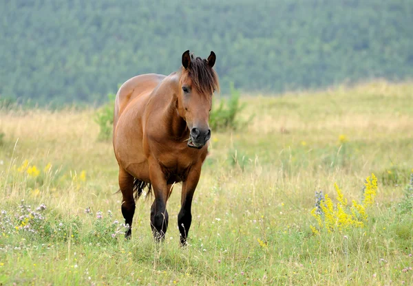 Häst. — Stockfoto