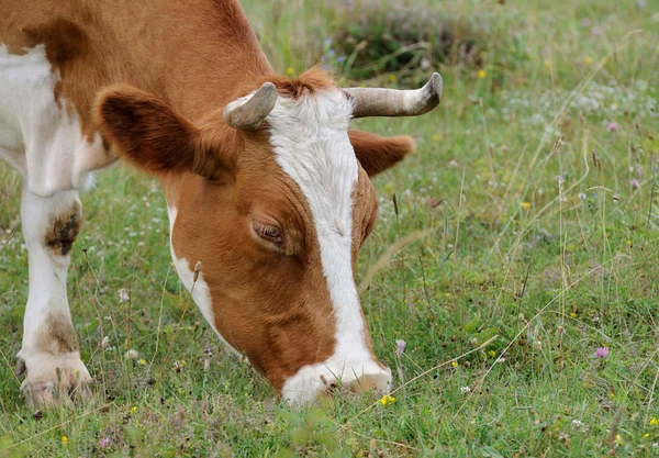 Vaca. — Fotografia de Stock