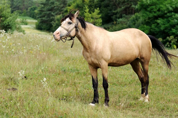 Horse. — Stock Photo, Image