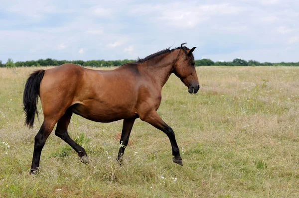 Caballo. — Foto de Stock