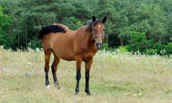 Caballo. — Foto de Stock